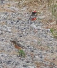 Epthianura tricolor