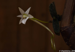 Angraecum urschianum image