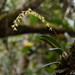 Bulbophyllum baronii - Photo (c) Guy Eric Onjalalaina, osa oikeuksista pidätetään (CC BY-NC), lähettänyt Guy Eric Onjalalaina