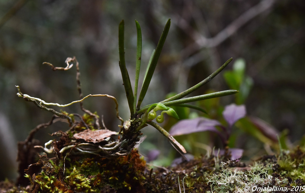 Angraecum pinifolium