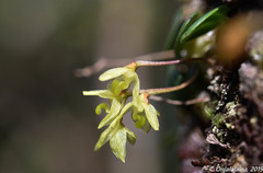 Bulbophyllum conchidioides image