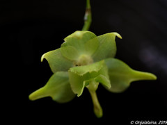 Aeranthes ramosa image