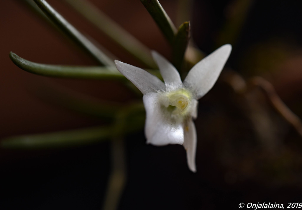 Angraecum palmicola