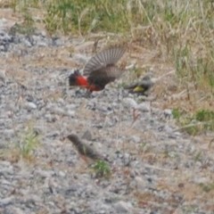 Epthianura tricolor