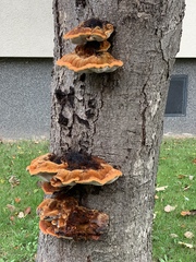 Inonotus hispidus