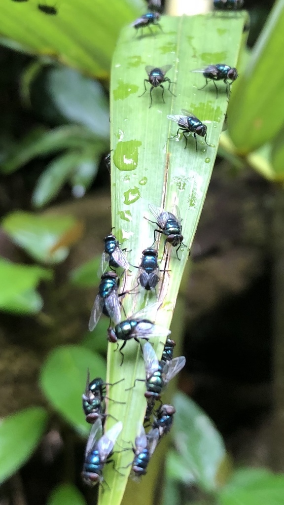 Chrysomya nigripes