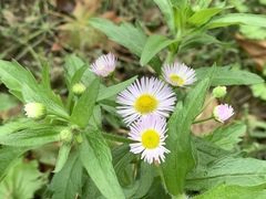 Erigeron annuus