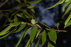 Persoonia stradbrokensis
