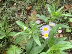 Erigeron annuus