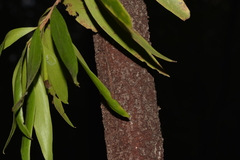 Persoonia stradbrokensis