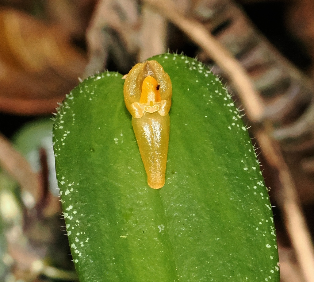 Pleurothallis scurrula