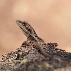Amphibolurinae
