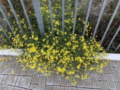 Senecio inaequidens