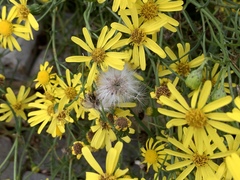 Senecio inaequidens