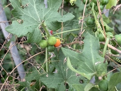 Bryonia cretica dioica