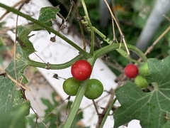 Bryonia cretica dioica