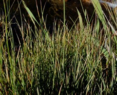 Anthochortus insignis