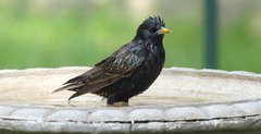 Sturnus vulgaris