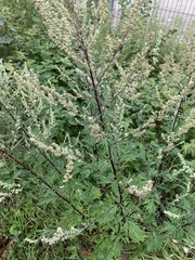 Artemisia vulgaris