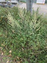 Artemisia vulgaris
