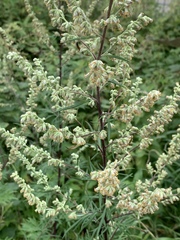 Artemisia vulgaris