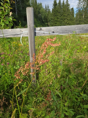 Common Sorrel