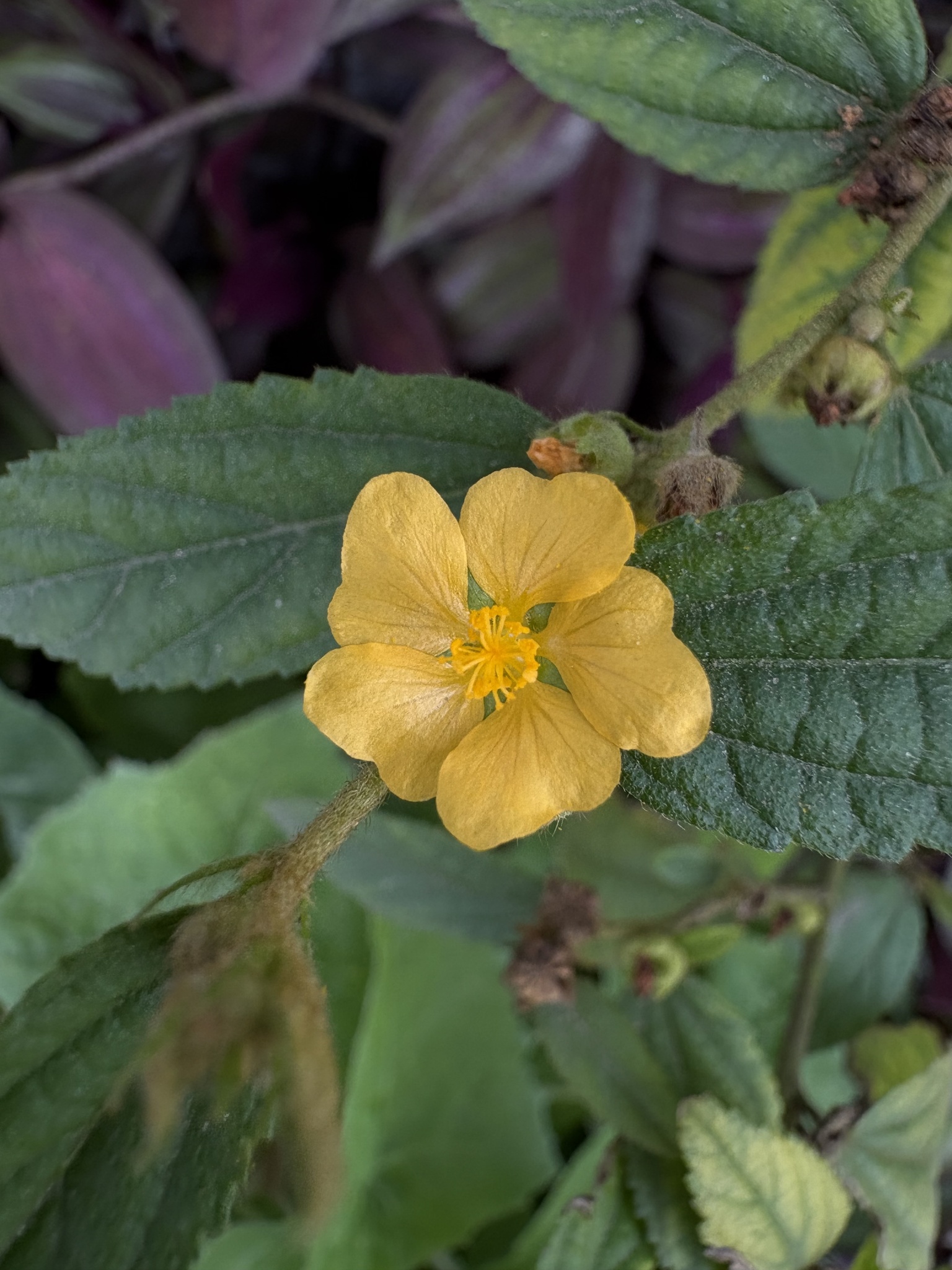 Sidastrum multiflorum