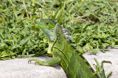 Iguana iguana