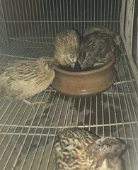 Coturnix