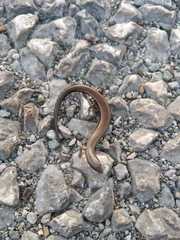 Ablepharus anatolicus