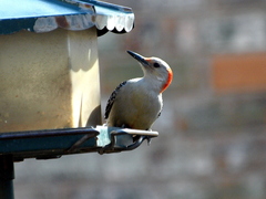 Melanerpes carolinus