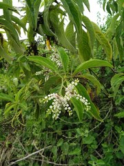 Tournefortia pubescens