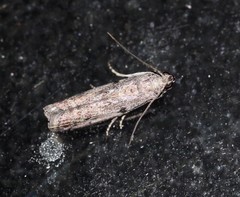 Cryptoblabes hemigypsa