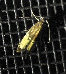 Labdia deliciosella