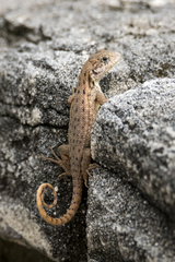 Leiocephalus carinatus