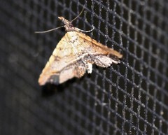 Philogethes metableta