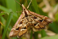 Diasemia grammalis