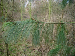 Pinus wallichiana