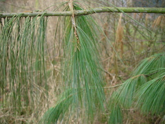 Pinus wallichiana