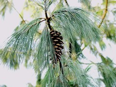 Pinus wallichiana