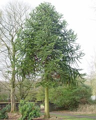 Araucaria araucana