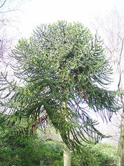 Araucaria araucana