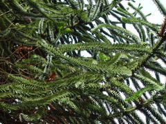 Araucaria araucana