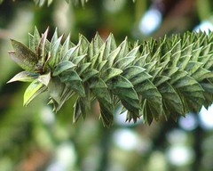 Araucaria araucana