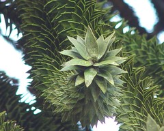 Araucaria araucana