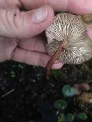 Agaricomycetes