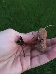 Agaricomycetes