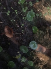Agaricomycetes