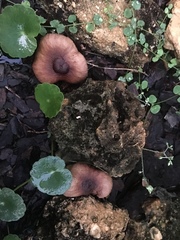 Agaricomycetes