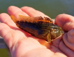 Chasmodes bosquianus